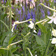 Image for article titled Tomorrow's Cancer-Blasting Wonder Drug Could Come From a Tobacco Plant